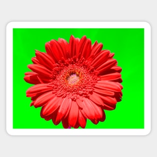 Red gerbera on green Sticker